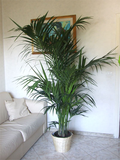Pianta di Kentia