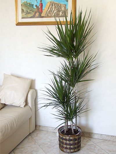 Pianta di Dracaena Marginata