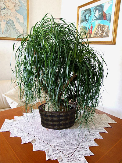 Pianta di Beucarnea Recurvata