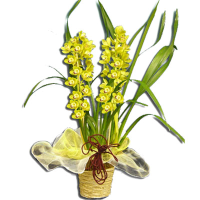 Orchidea cymbidium