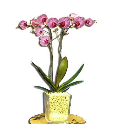 Orchidea Phalaenopsis
