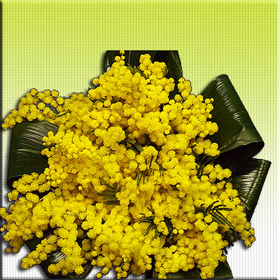 Regalare un ramo di mimosa per la festa delle donne.
