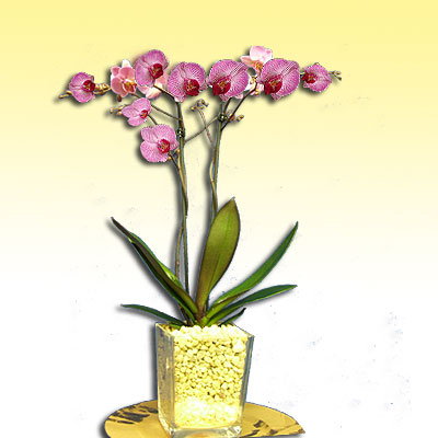 Pianta di orchidea ottimo regalo per la festa della mamma