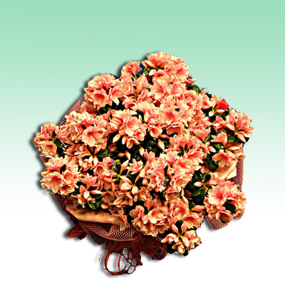 Pianta fiorita azalea da regalare alla tua mamma