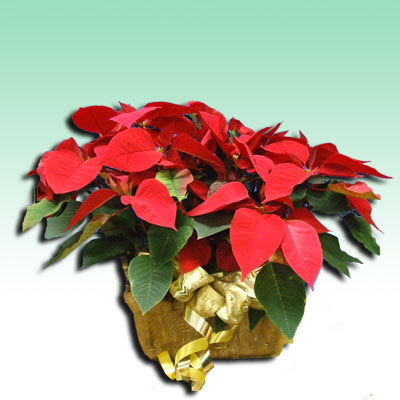 Cesto di stelle di natale in confezione regalo per inviare i tuoi auguri.