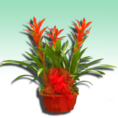 composizione di piante guzmania per natale idea regalo