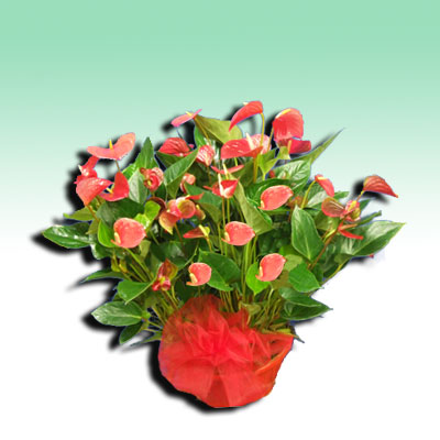Scegli di  regalare questa pianta fiorita di anthurium 