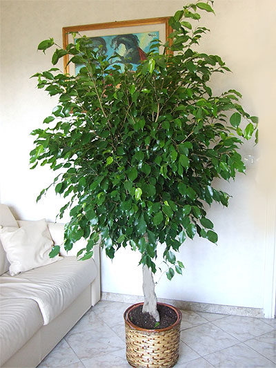 spedizione in tutta italia di ficus benjamin