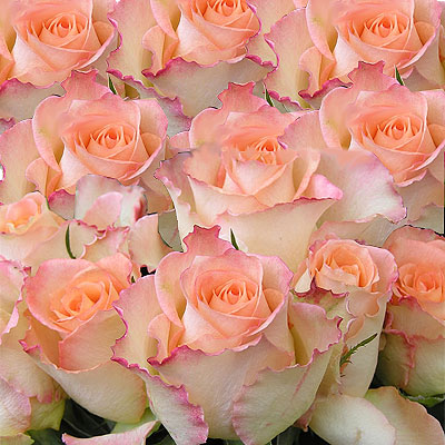 Twenty-four pink Roses
