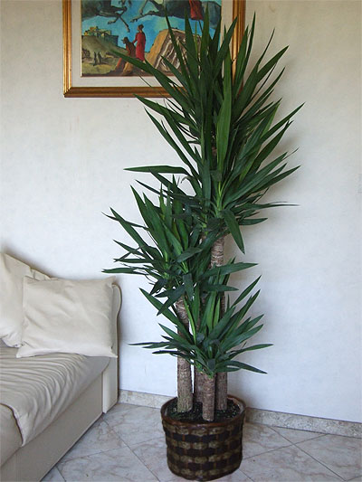 Yucca Plant
