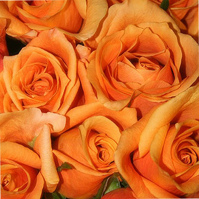 Nove Rose Arancioni