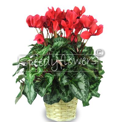 Pianta di Ciclamino per Natale