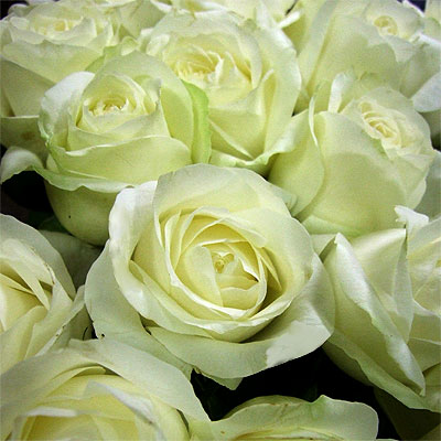 Tre Rose Bianche