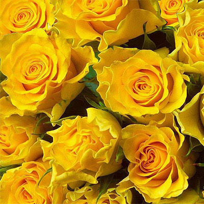 Trentasei Rose Gialle